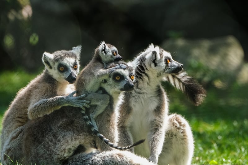 Group Activities
