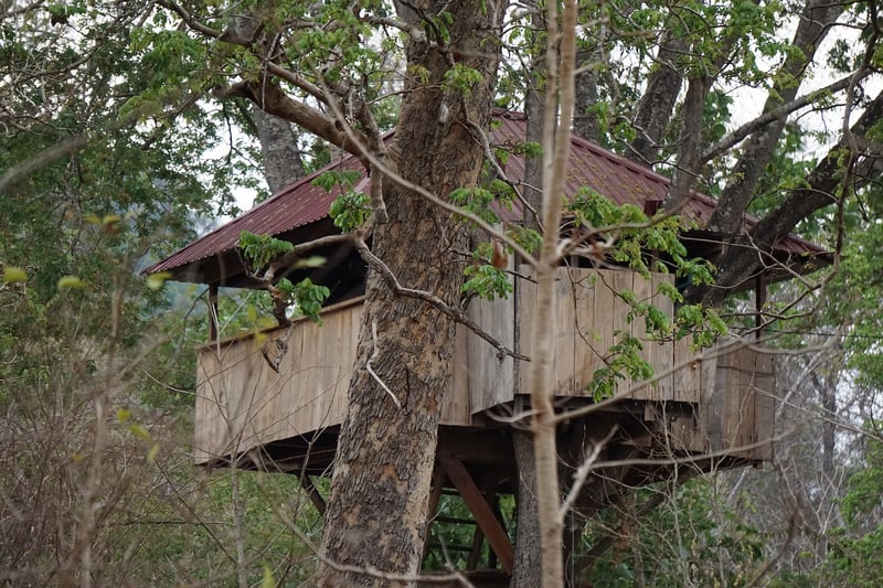 Treehouse in the forest
